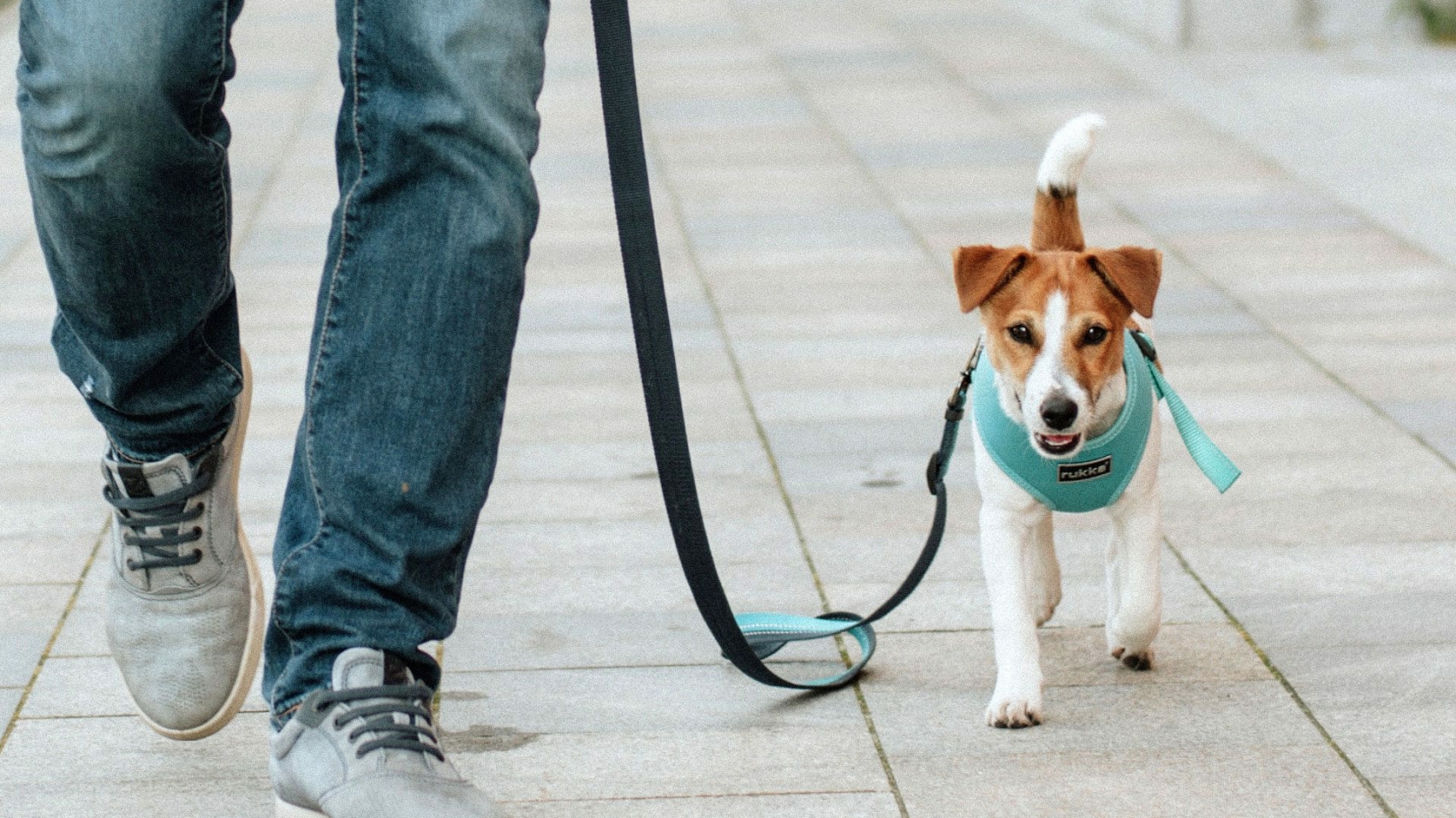 perro-paseando